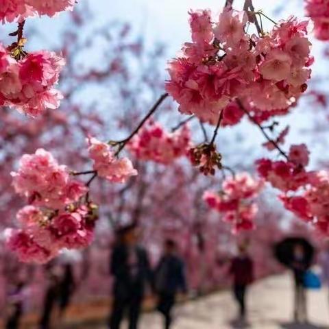 每日一景|云南宜良：樱花烂漫 灿若云霞