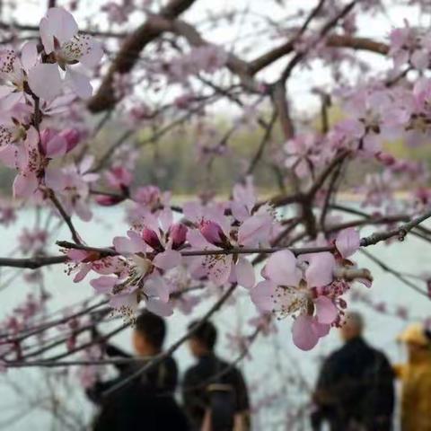 每日一景|北京：山桃花盛开玉渊潭