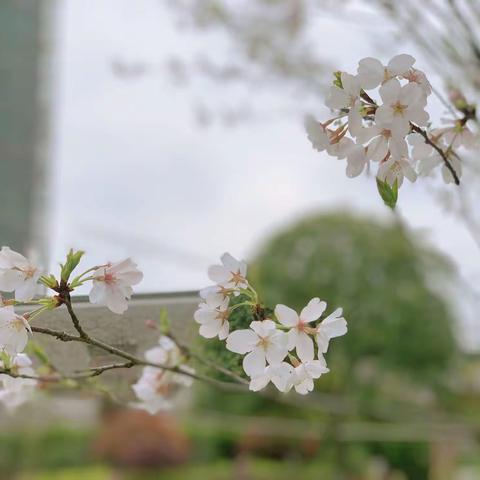 【芦外】不负光阴，砥砺前行——中学部期末总结会