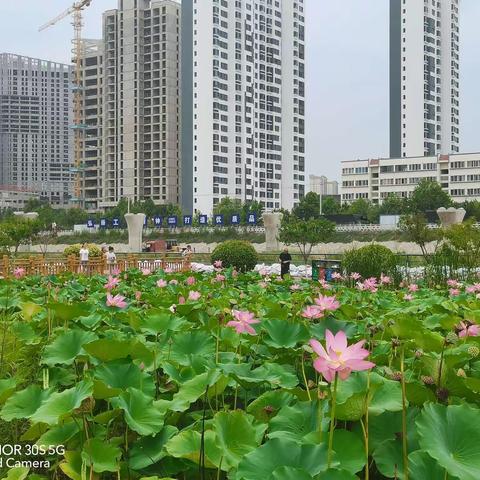 天水荷花别样红