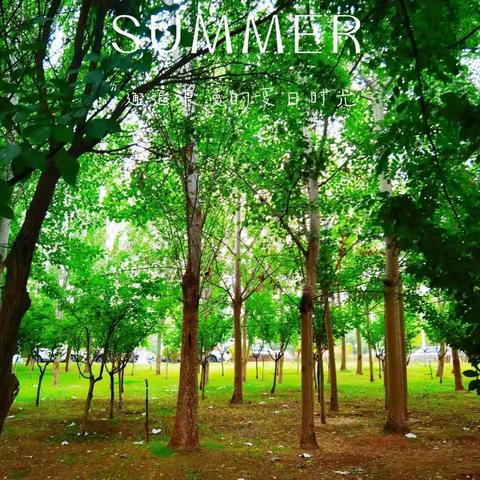 夏日炎炎，居家宅宅——华侨实验学校二年级五班暑假实践作业