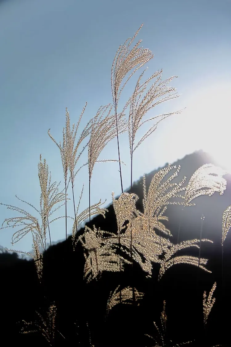 拨云间遗世独立 拂纤尘芦花似雪