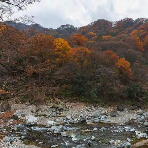 光雾山赏红叶