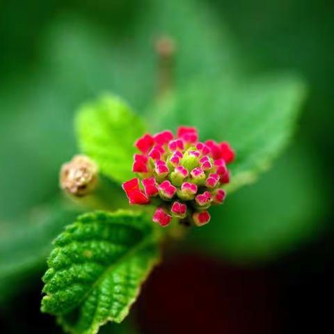 檐下听雨美篇《微花🌸礼赞》