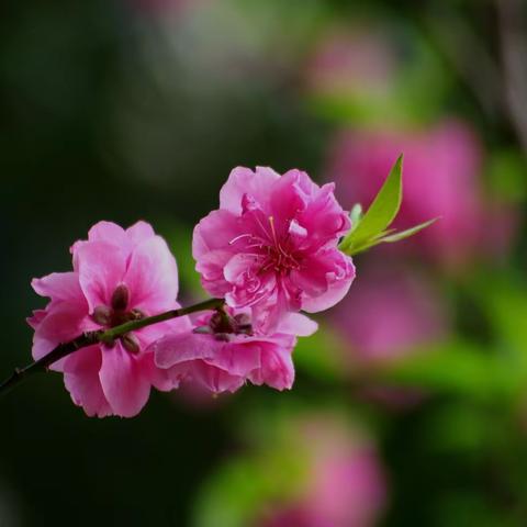 檐下听雨美篇   《爱意阑珊》