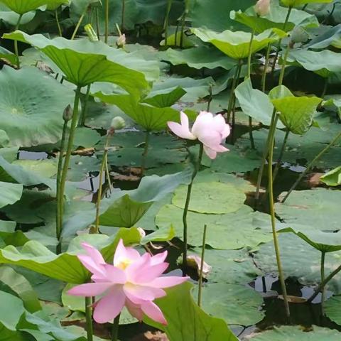 2018-7-13绿之源之旅