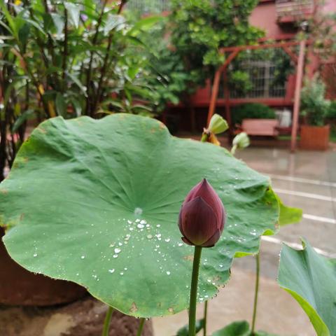 “是的，我是这样的”西工区外国语小学集体研修完型会