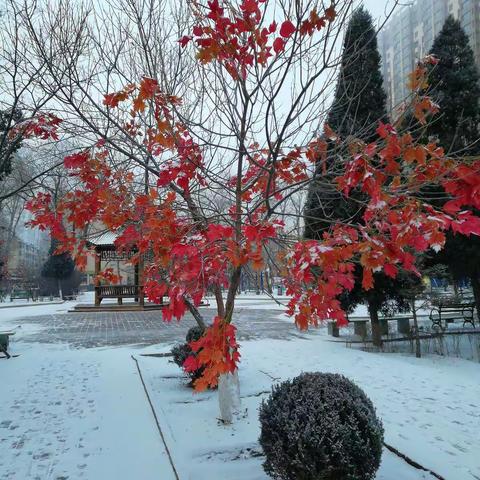 红梅傲雪