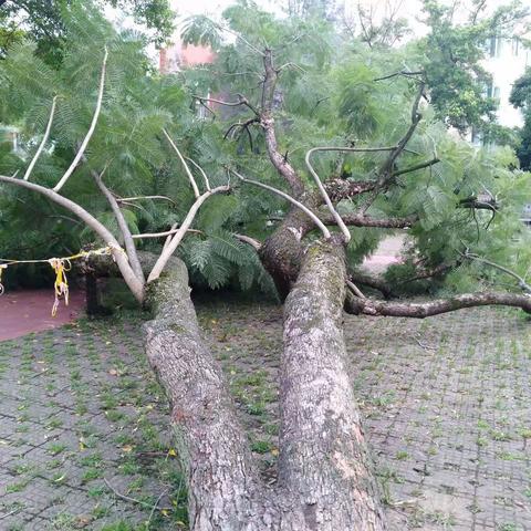 校园杂谈一谈谈某教学楼前那棵大树的倒掉