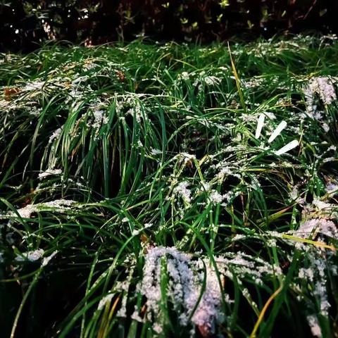 下雪即景