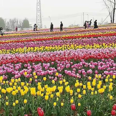 绿萝花户外清明节一日游