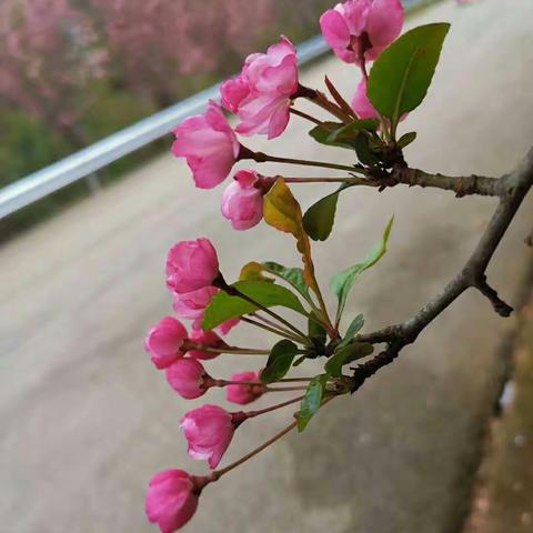 秀山第一小学四年级“停课不停学，我们在行动”