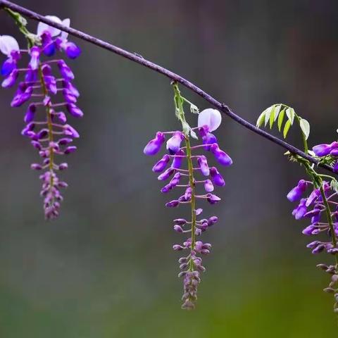 果粒☀历史组工作日志7