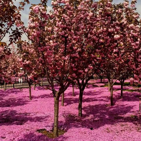 21号周三樱花节每人5 0元含午餐