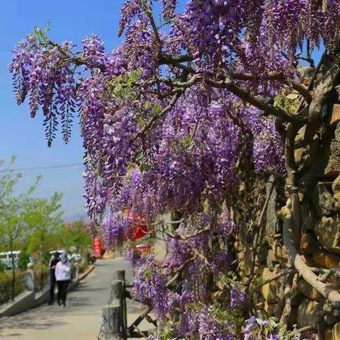 蒙阴紫藤山庄休闲一日游