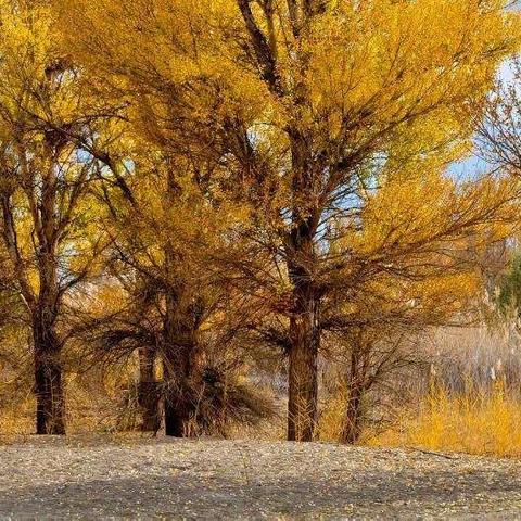 胡杨摇曳叙情缘，雄关铮铮振边陲。