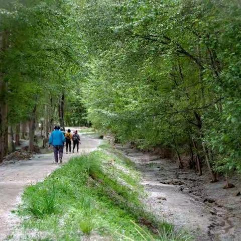 饺香飘四溢，林间有人家。