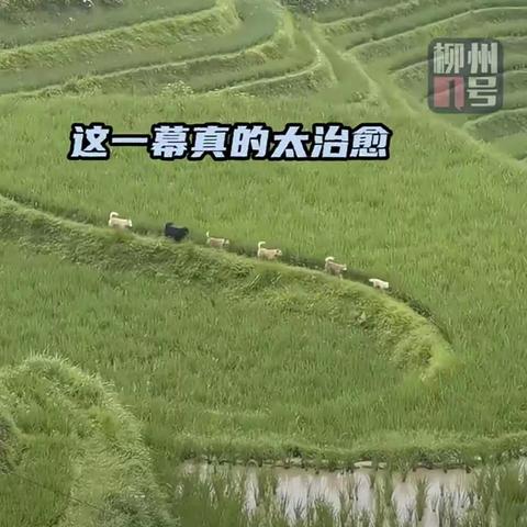 文摘随笔