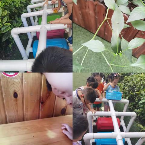 主题《嘿！蚂蚁》