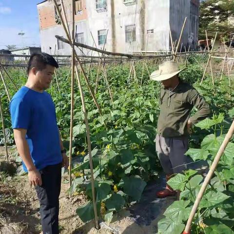 2019年南繁院大茅苗场、田独苗场育苗工作概况