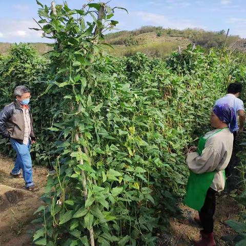 抗疫情保增收，三亚市科技特派员实地指导农户豇豆管理