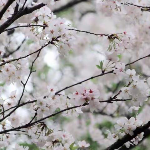 阳春三月，让自律之花灿烂绽放