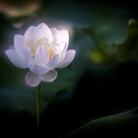 映日荷花别样红