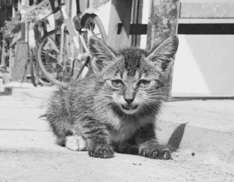 《猫的地方才是江湖》小说·边缘文艺