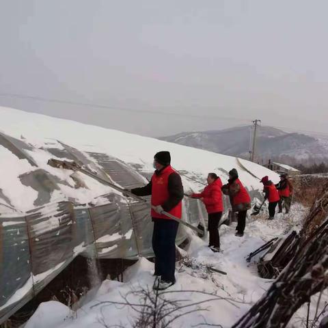 铁东街道铁东村暖心小分队开展为大棚种植户志愿清雪活动