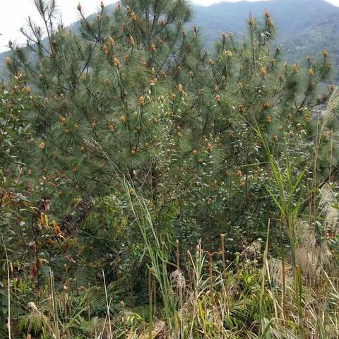 初溪土楼古村落