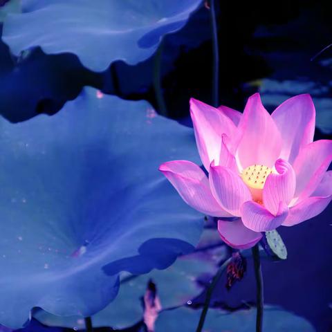 壬寅夏游漫水荷花园