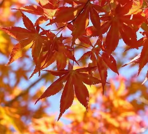 抓细节，促进步——唐山市税东中学第三周线上教学总结会