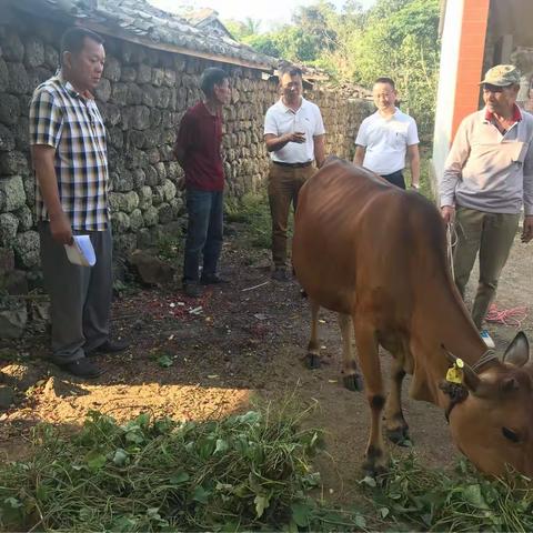 富伟村委会采购活体