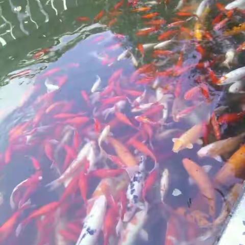 我们的尊严与荣誉