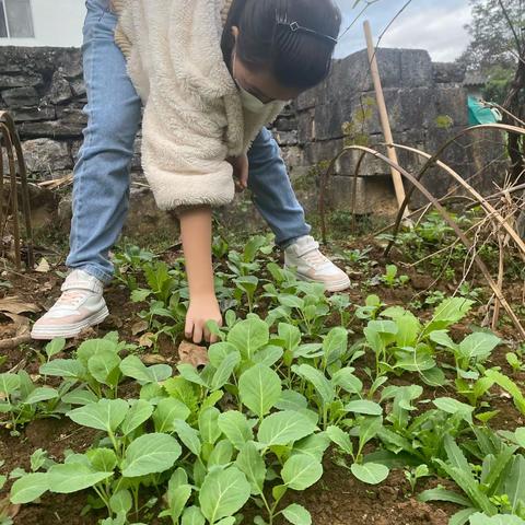 种菜 舞阳中学710黄子仪