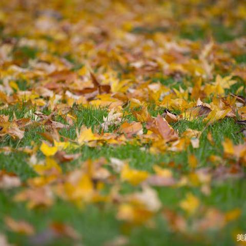 与落叶🍂共舞“树叶粘贴画”