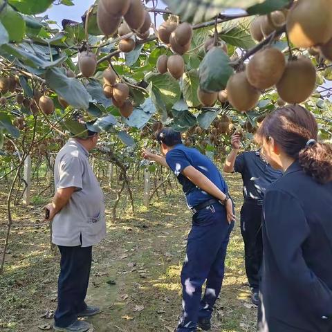 周至县科协领导实地调研指导猕猴桃电商销售工作