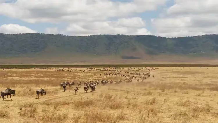 （三）塞伦盖蒂