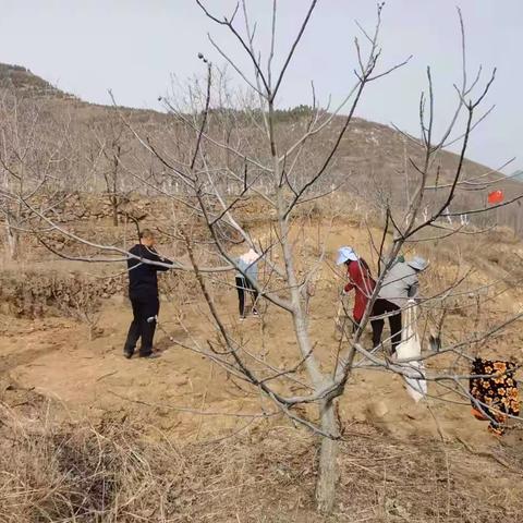 栽植经济林 增绿又增收——柳埠街道李家塘管区各村种植经济林，拓宽致富大通道