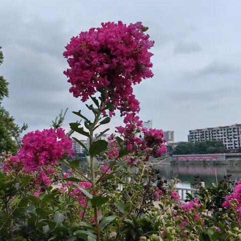紫薇花开，别样的邵阳红