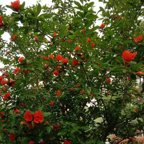 激情五月:夺目的中国红