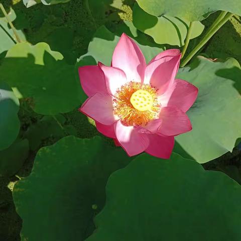 金兴:苗乡又一网红打卡地