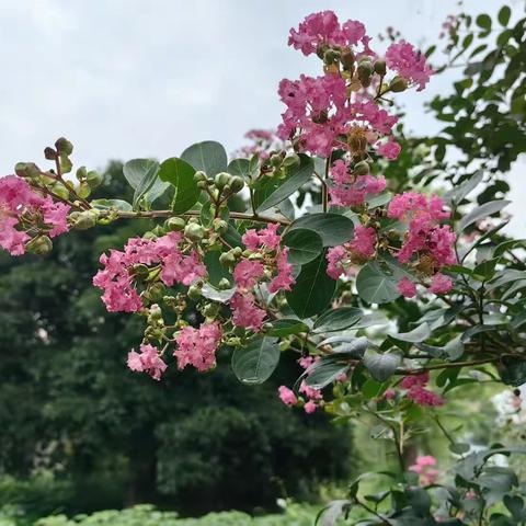 你在炎炎夏日里尽情绽放