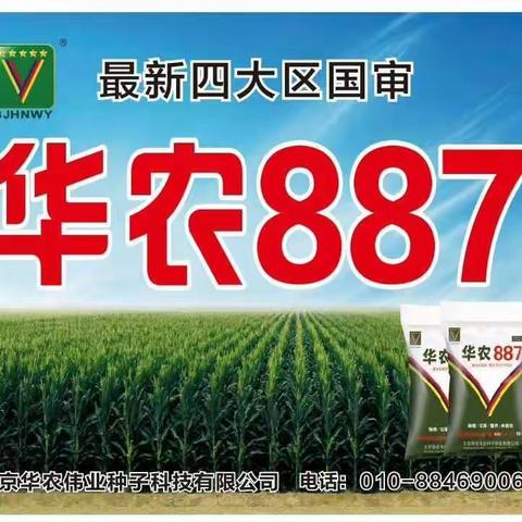 长破天，突破地，农民朋友的核武器。玉米就种华农887！！！