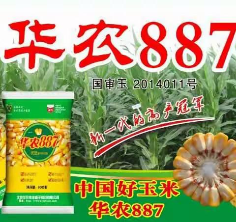 四国审 华农887——独领风骚