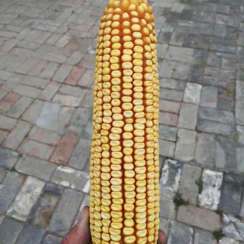 新品种？老品种？还是华农138最坚挺！