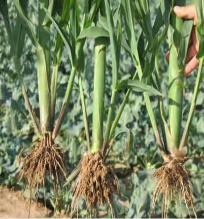 玉米分叉咋回事？为啥年年都有这情况……