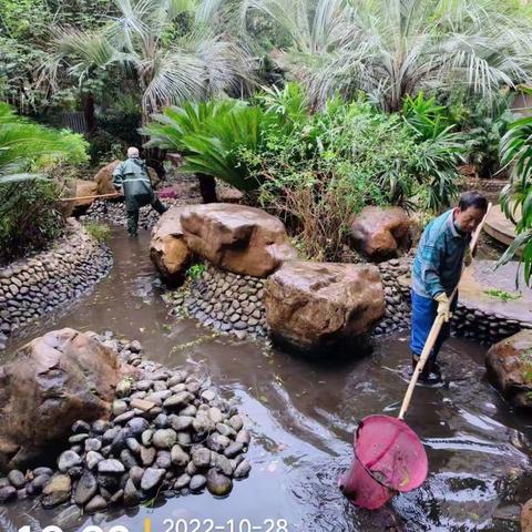 清洗水景池、水景绿植修剪