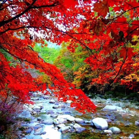 溫哥華隨想（續）