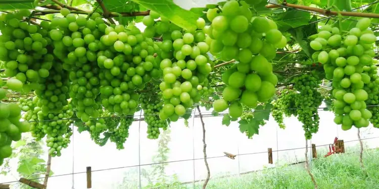 花椒那种价格最贵
